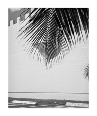 Palm Frond and Wall.jpg