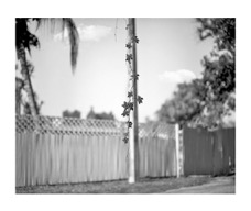 Hanging Leaves and fence1_1_1 2.JPG