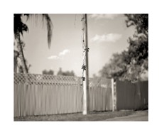 Hanging Leaves and fence.jpg