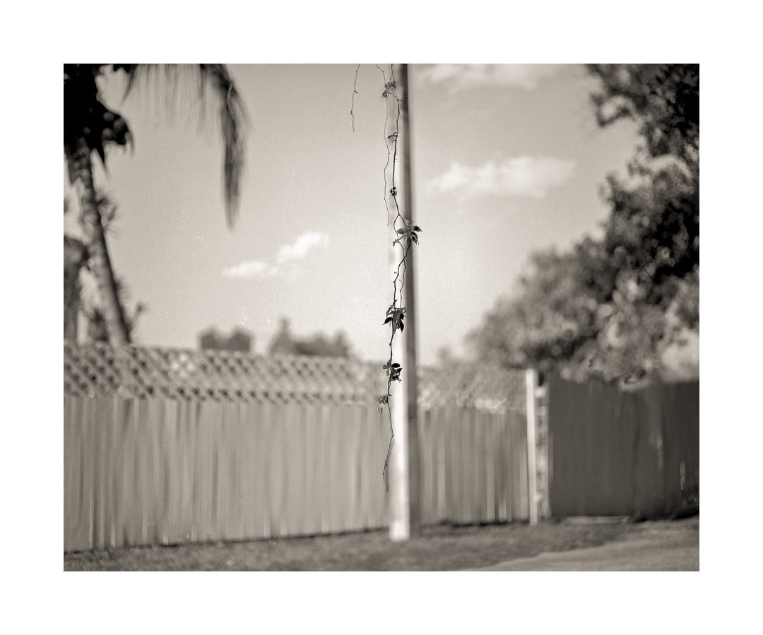 Hanging Leaves and fence.jpg